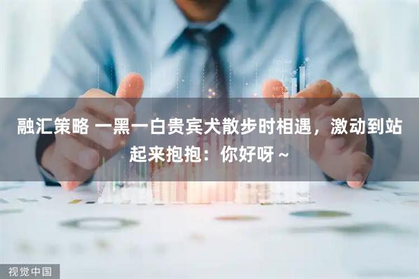 融汇策略 一黑一白贵宾犬散步时相遇，激动到站起来抱抱：你好呀～
